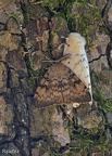 Schwammspinner (Lymantria dispar)